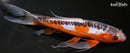 9.75" HI SHUSUI BUTTERFLY