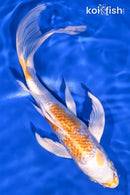 7.25" GINRIN HARIWAKE BUTTERFLY