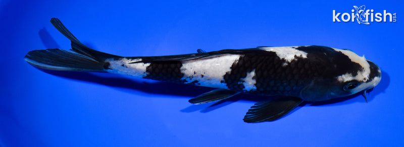 8.5" SHIRO UTSURI