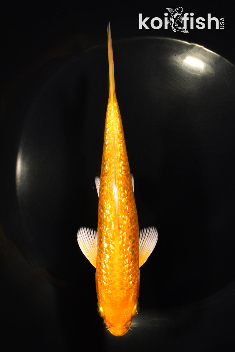 6" GINRIN YAMABUKI OGON