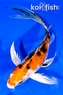 8.25" YAMATO NISHIKI BUTTERFLY