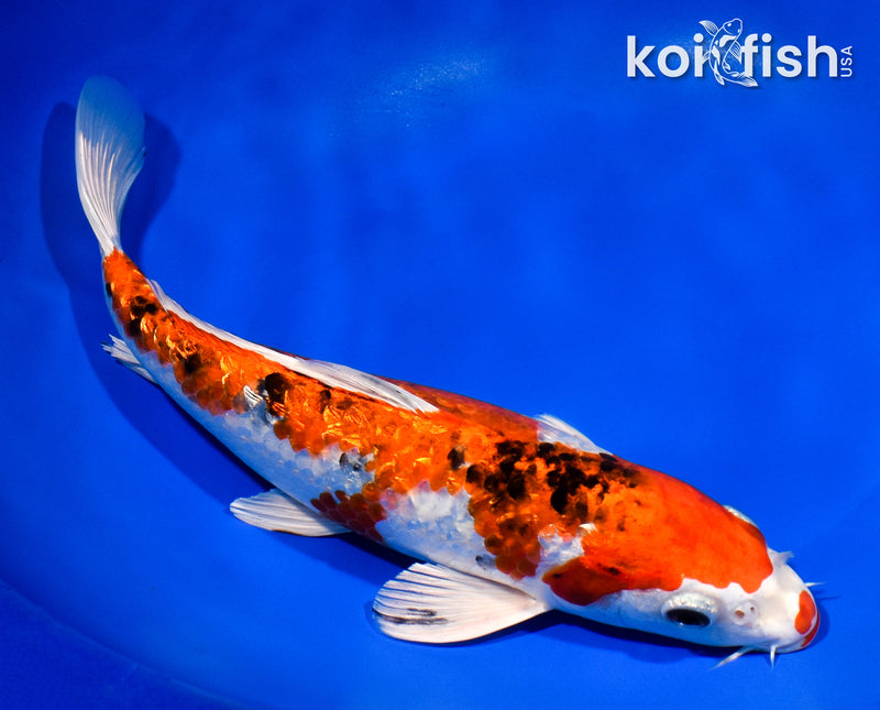 11.25" GINRIN YAMATO NISHIKI