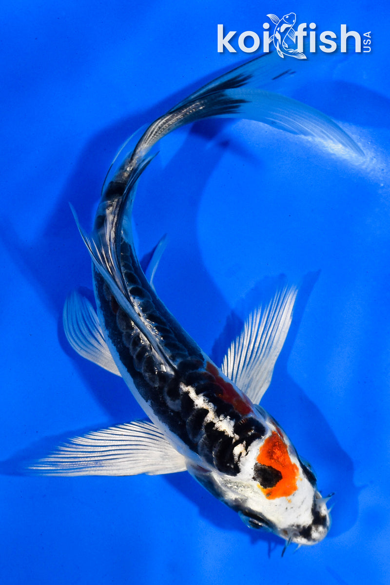 5.5" BENI KIKOKURYU BUTTERFLY