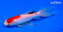 6.25" WATONAI GOLDFISH