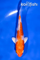 4.5" GINRIN HARIWAKE