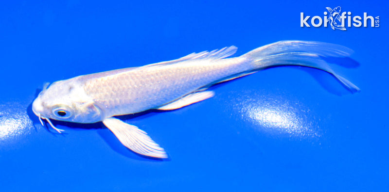 5" PLATINUM OGON BUTTERFLY