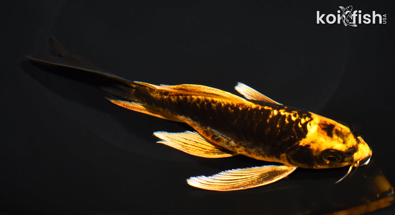 6.75" ARAGOKE KIN KIKOKURYU BUTTERFLY