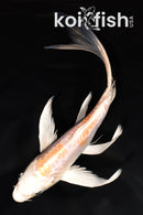 6.75" ARAGOKE LEMON HARIWAKE BUTTERFLY