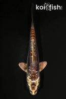 4.5" GINRIN BENI KIKOKURYU