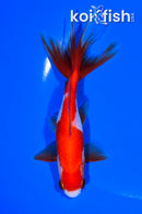 5.75" WATONAI GOLDFISH