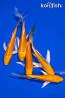 PACK OF (5) 4-5" YAMABUKI OGON BUTTERFLY KOI