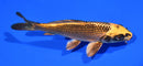 6.25" KI MATSUBA