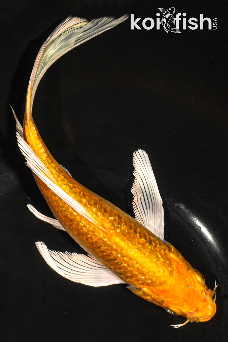 8.5" GINRIN ORENJI OGON BUTTERFLY