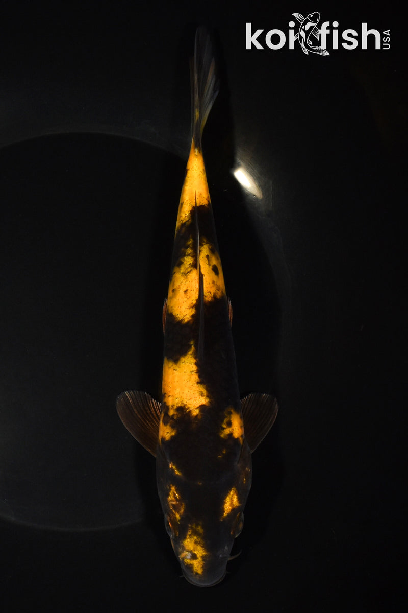 7.75" KI UTSURI
