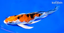8.25" YAMATO NISHIKI BUTTERFLY