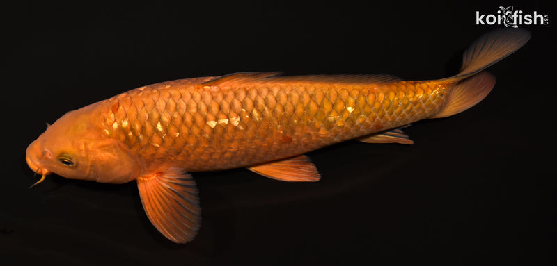13.25" GINRIN CHAGOI