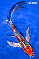 9" BENI KIKOKURYU BUTTERFLY