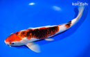 12.75" GOROMO