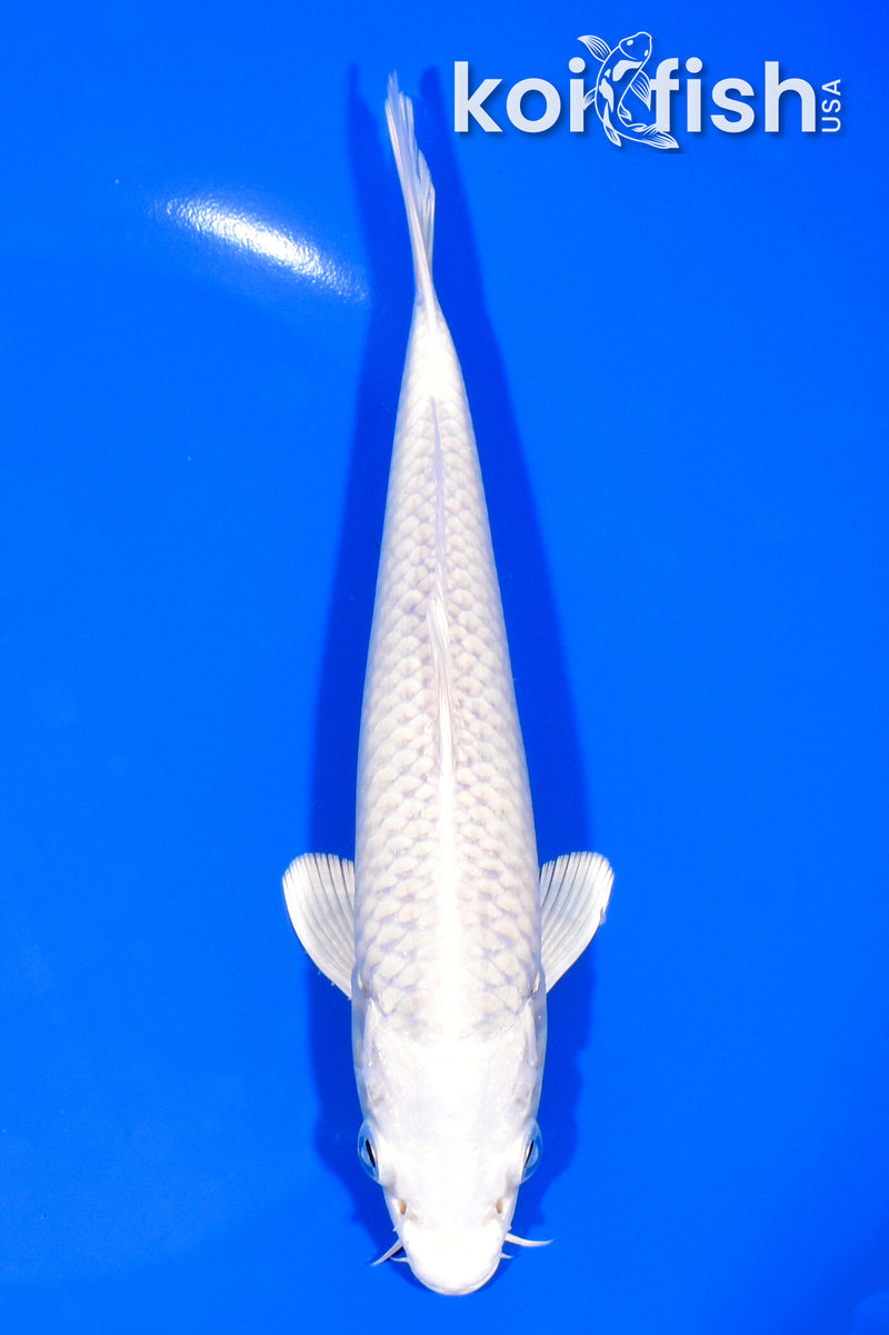 6.75" PLATINUM OGON