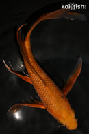 10" CHAGOI BUTTERFLY