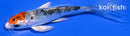 4.25" YAMATO NISHIKI BUTTERFLY