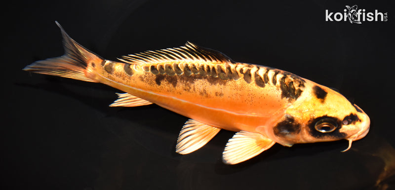 7.5" BENI KIKOKURYU