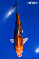 8" HEISEI NISHIKI