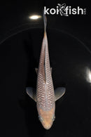 5.5" GINRIN SORAGOI