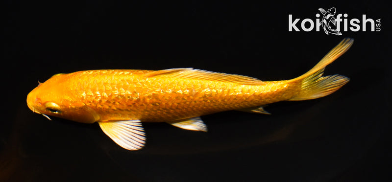 6" GINRIN YAMABUKI OGON