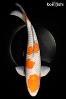 16.25" OCHIBA SHIGURE