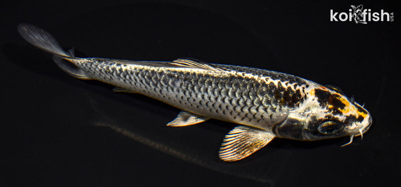 6.75" BENI GINGA
