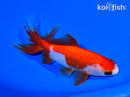 5.75" WATONAI GOLDFISH