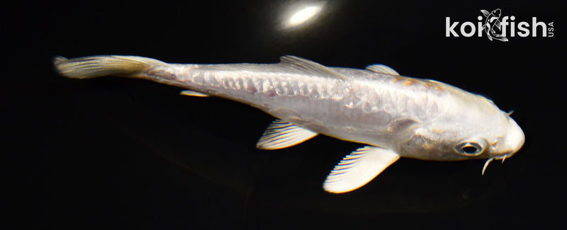 5" DOITSU PLATINUM OGON