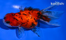 4.25" CALICO ORANDA GOLDFISH