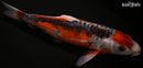 15.75" MARUTEN HI SHUSUI