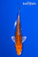 4.25" HEISEI NISHIKI