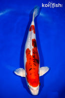 13.75" HEISEI NISHIKI