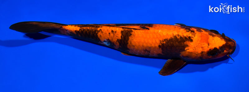 10.5" KIN HI UTSURI