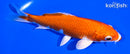 5.5" KUCHIBENI HARIWAKE
