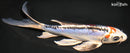 8" HEISEI NISHIKI BUTTERFLY