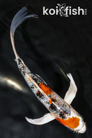 7.25" GINRIN YAMATO NISHIKI BUTTERFLY