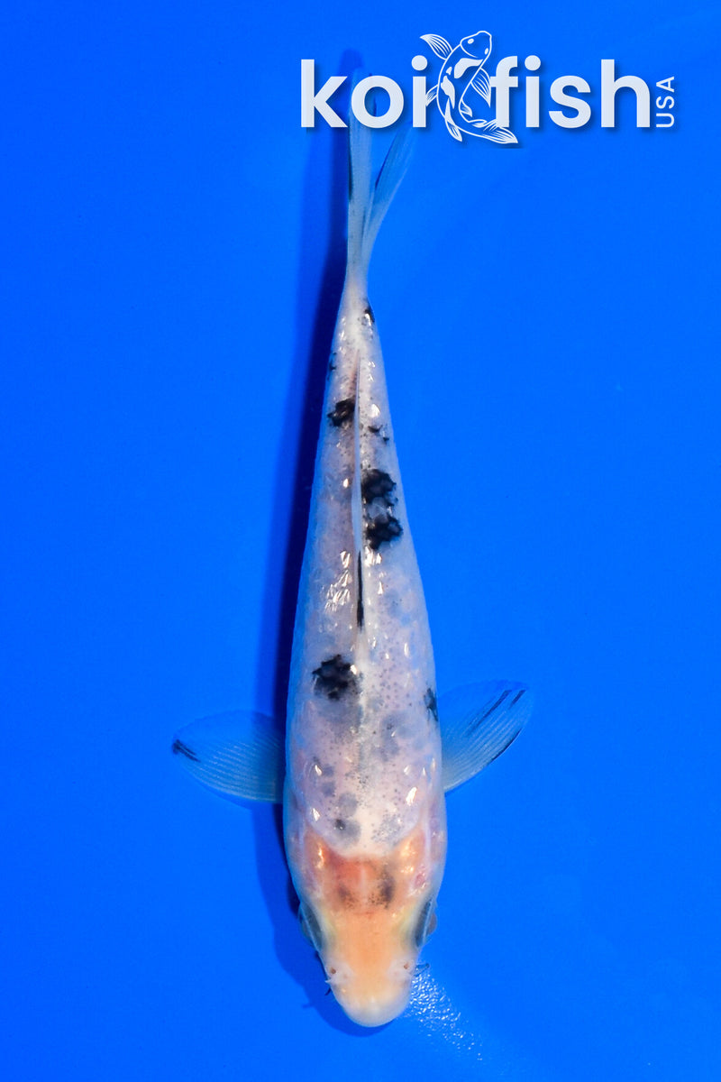 5" GINRIN SHIRO BEKKO