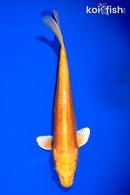 11.25" DOITSU ORENJI OGON