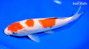 9.75" KOHAKU