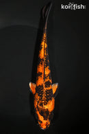 9" KIN HI UTSURI