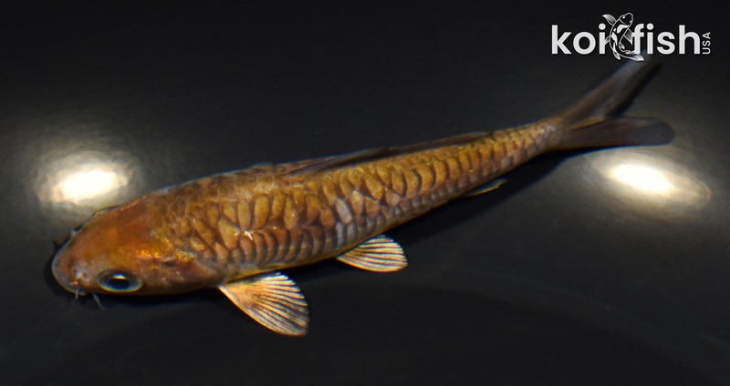 4.25" ARAGOKE OCHIBA SHIGURE