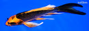 7.25" KIN ORENJI MATSUBA BUTTERFLY