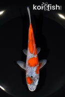 5.75" GOSHIKI