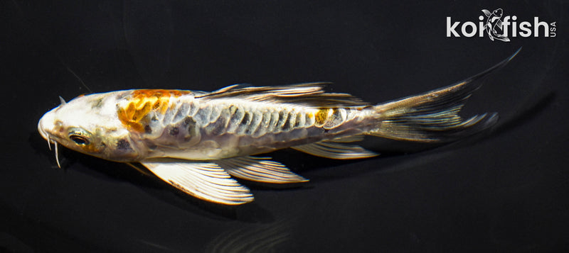 5.75" ARAGOKE HEISEI NISHIKI BUTTERFLY