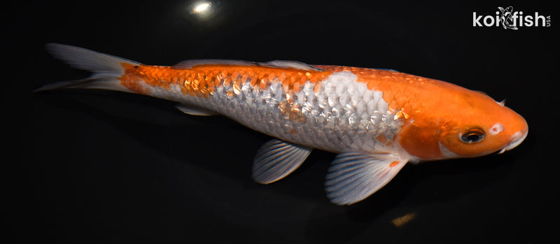 10.75" GINRIN OCHIBA SHIGURE